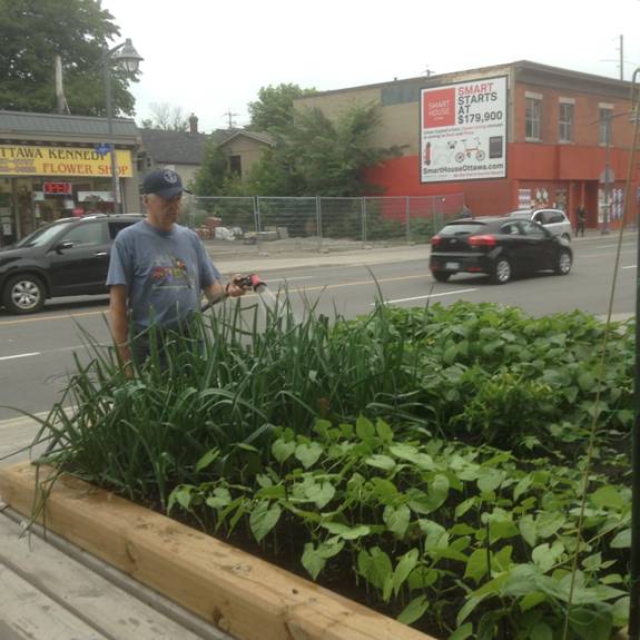 Community Gardens